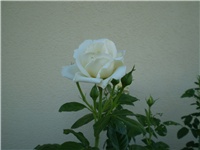 56e9f793-Picture 4973.jpg